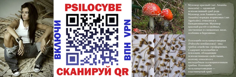 наркота  Городец  Галлюциногенные грибы Cubensis 